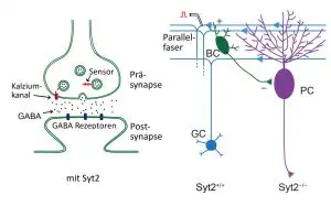 synaptotagmin_fast_sensor