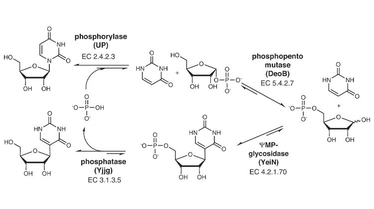 Als Katalysatoren reichen vier Enzyme (Uridin Phosphorylase, Phosphopentose Mutase, Pseudouridin Monophosphate Glycosidase, Phosphatase) | Grafik: https://www.nature.com/articles/s41467-023-37942-7#Fig2
