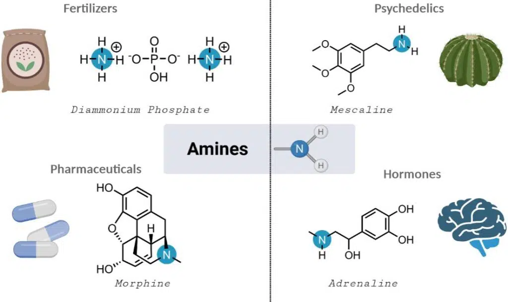Seit dem 19. Jahrhundert ist bekannt, dass Amine unter anderem biologische Funktionen besitzen. | Grafik: Maulide Group