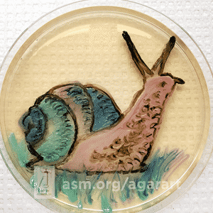 Agar Art Contest: "The Lowly Snail - A Mighty Tale of Resilience" von Joanne Touchberry vom North Carolina State Laboratory of Public Health in Raleigh, North Carolina | Foto: asm