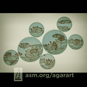 Agar Art Contest: "Microlilies" von Sonja Borndörfer, Norbert W. Hopf und Michael Lanzinger von der Hochschule Weihenstephan-Triesdorf in Freising. | Foto: asm