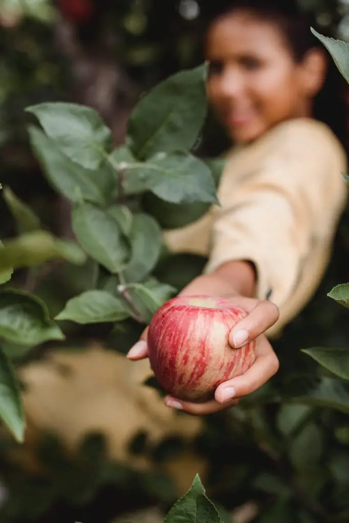In einer weltweiten Studie wurde das Mikrobiom von Äpfeln der Sorte "Royal Gala" untersucht | Foto: pexels.com
