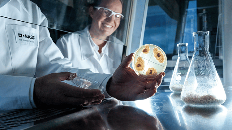 Weiße Biotechnologie – ein Schlüsselelement im BASF-Werkzeugkasten: Yvonne Liebner, Biologielaborantin und Nicola Basta, Biologielaborant, zeigen eine auf Reis gezüchtete Pilzkultur. | Foto: BASF SE