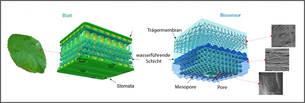 Der Aufbau der Biosensoren, angelehnt an die Blattstruktur. | Grafik: TU Berlin