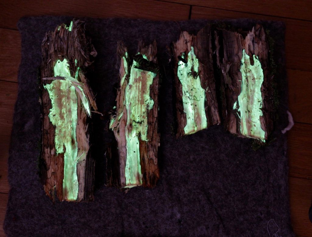 Der Hallimasch-Pilz durchdringt Holz und bringt es durch Biolumineszenz zum Leuchten. | Foto: Empa