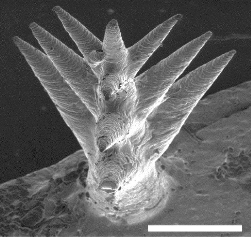 Baummikrotopologie. Maßstab: 1 mm | Foto: Caltech