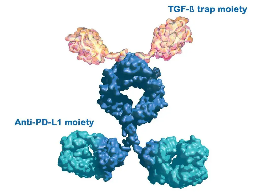 INTR@PID BTC 047 Studie: M7824-Molekül Bintrafusp alfa | Grafik: Merck