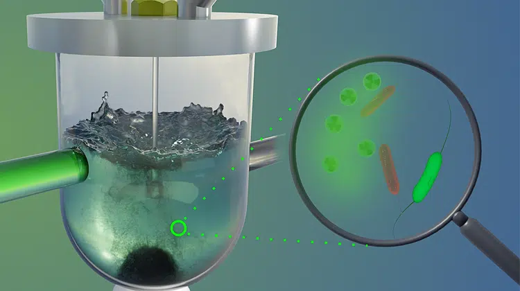 Magnetotaktische Bakterien binden Uran in der Zellwand (schematisch rechts dargestellt). Das lässt sich zur Reinigung uranbelasteter Wässer nutzen, indem die beladenen Bakterien mit einem Magneten abgetrennt werden (links dargestellt). | Bild: Schröder/HZDR