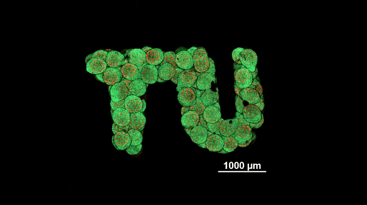 Aus den mit lebenden Zellen besiedelten Kügelchen kann man im Prinzip jede beliebige Gewebeform herstellen. Auch ein TU-Logo. | Bild: TU Wien