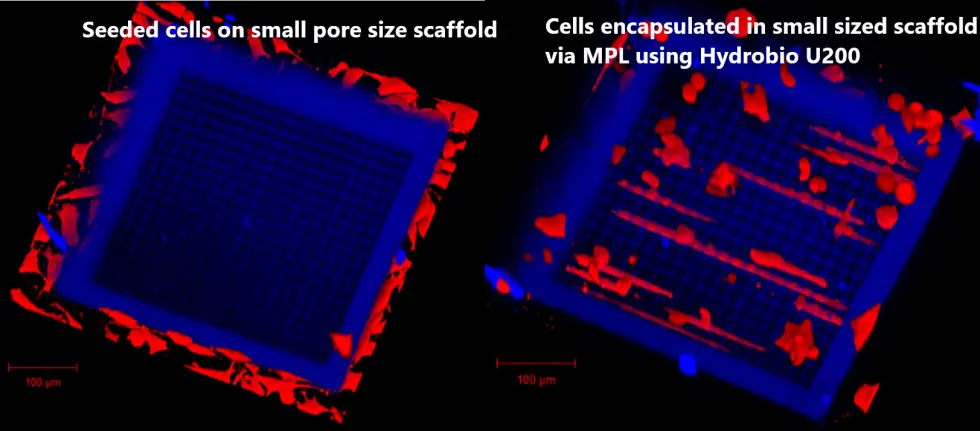 Einbettung lebender Zellen direkt von der Kulturplatte in hochpräzise 3D-gedruckte Strukturen | Foto: XPECT INX