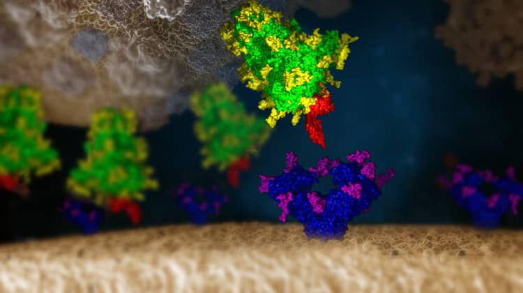Das SARS-CoV-2-Virus (oben) interagiert mit einer menschlichen Zelle (unten). Grün: das SARS-CoV-2-Spike-Protein mit Glykanen in gelb. Blau: das menschliche Ace2-Protein mit Glykanen in lila. Rot: das Clec4g-Lektin, das an SARS-CoV-2 Spike bindet und dadurch verhindert, dass Spike an das menschliche Ace2 bindet. | Grafik: IMP/IMBA Graphics 2021. Die Protein- und Glykanstrukturen wurden von Chris Oostenbrink (BOKU) zur Verfügung gestellt.