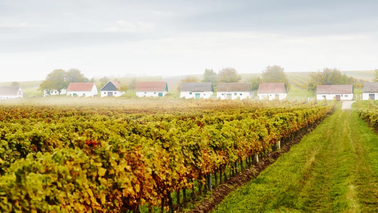 Das Weinbaugebiet „Weinviertel“ liegt in Niederösterreich und umfasst mit 14.001 Hektar Weingärten ein knappes Drittel (31,17 %) der Fläche aller Weinbaugebiete Österreichs. Es ist somit das größte Weinbaugebiet Österreichs. | Foto: Michael Liebert
