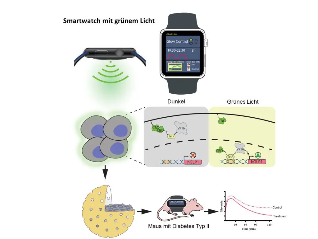 Smartwatches steuern Insulinbildung: Funktionsweise des grünlichtregulierten Gen-​Netzwerks | Grafik: ETH Zürich