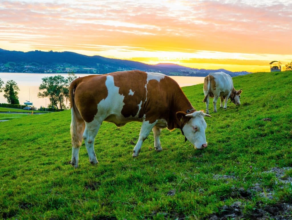 Die Österreichische Milchwirtschaft hat international vorbildliche Klimaschutzwerte | Foto: Leonhard Niederwimmer, pixabay