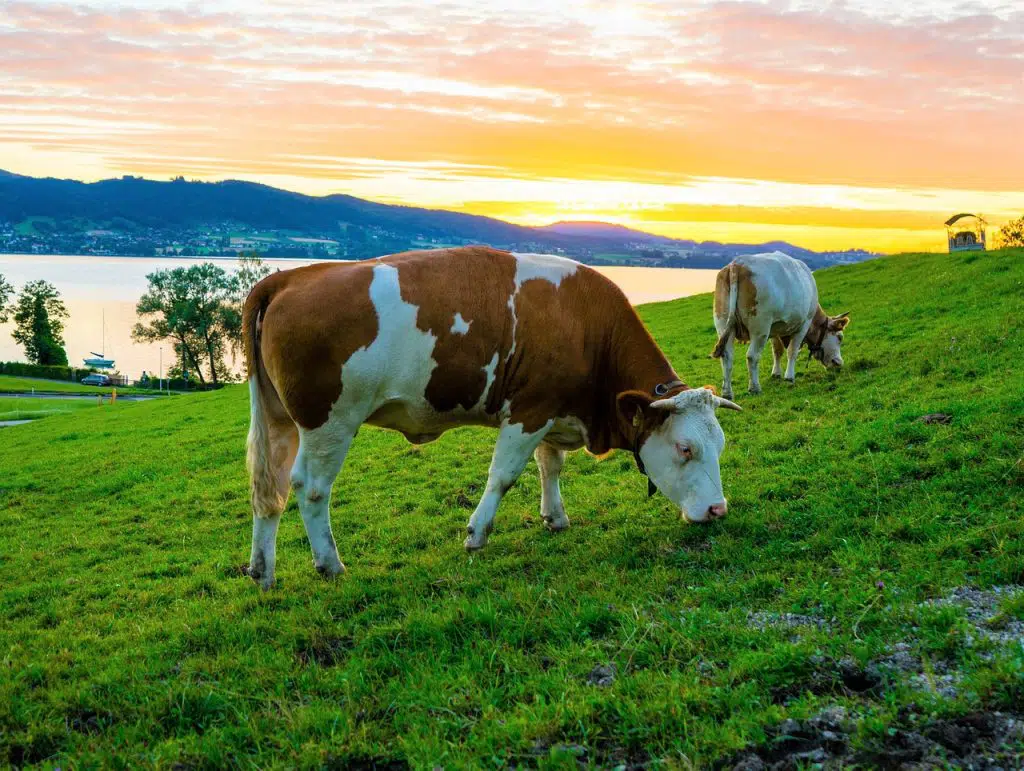 Die Österreichische Milchwirtschaft hat international vorbildliche Klimaschutzwerte | Foto: Leonhard Niederwimmer, pixabay