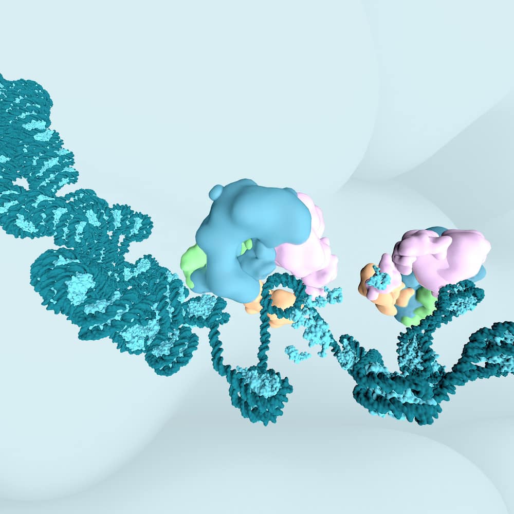 Künstlerische Visualisierung des BAF-Komplexes in der Interaktion mit der DNA und den Nukleosomen. | Grafik: Bobby Rajesh Malhotra/CeMM