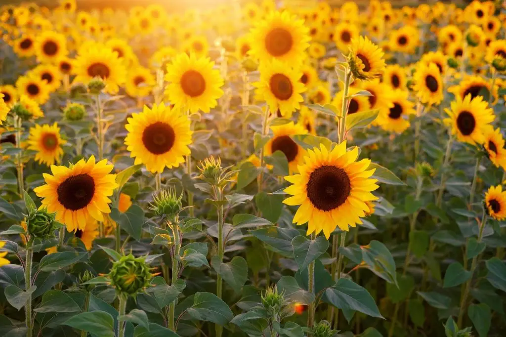 Schmerzmittel aus Sonnenblumen Peptid | Foto: Bruno /Germany from Pixabay 
