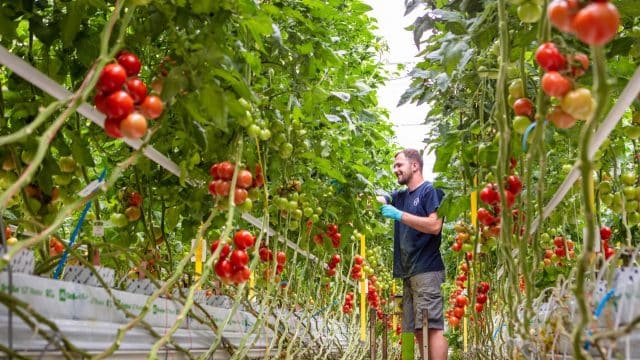 Bio-Gemüsesaatgut: Tomatenpflanzen im Gewächshaus | Foto: Bayer Vegetable Seeds
